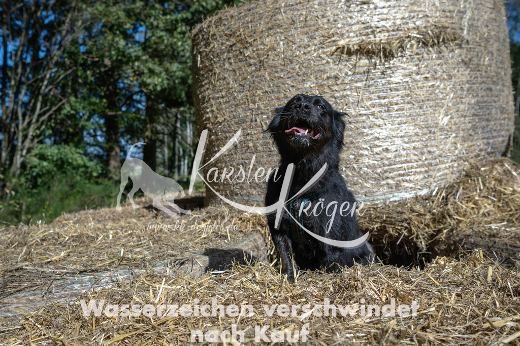 1218_ZZ91282-2 | kk-dogfotos