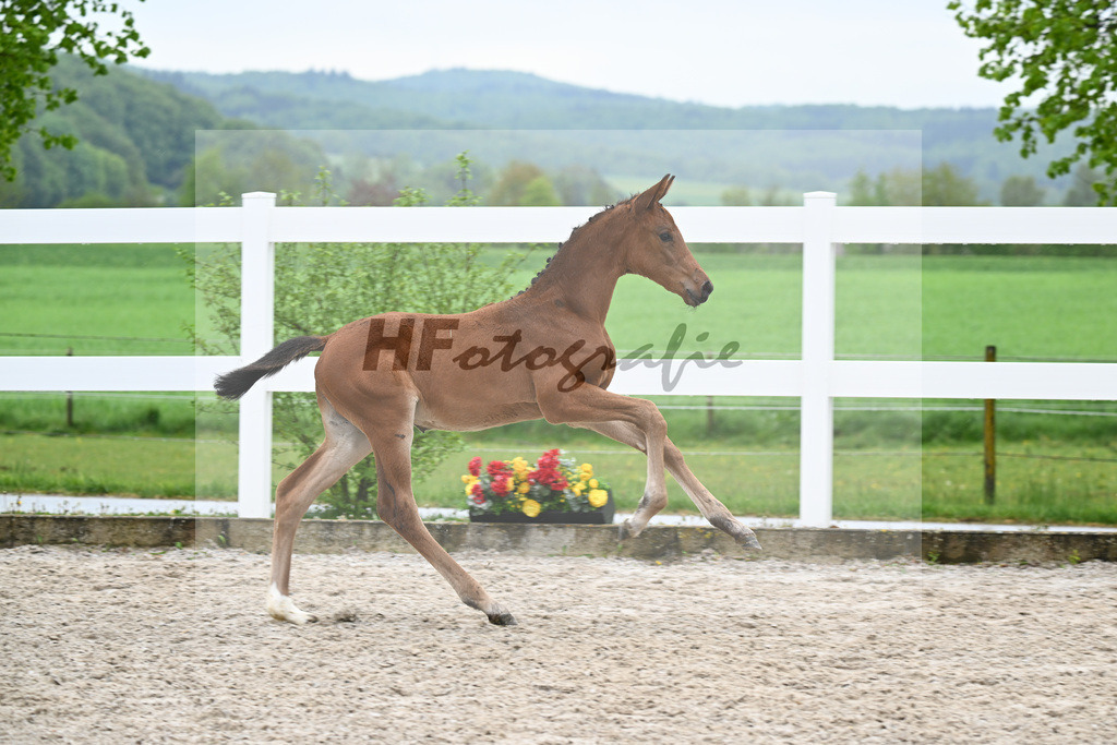 Kat-Nr. 41 SF Comanchero x Zinedream_Wanner_23261434 | hf-fotografie - Realisiert mit Pictrs.com