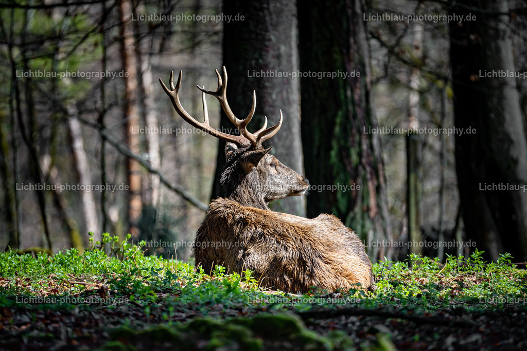 Rotwild / Hirsch | Der Rothirsch (Cervus elaphus) ist eine Art der Echten Hirsche. In der Jägersprache spricht man bei der Bezeichnung von mehreren Tieren vom Rotwild. Wie bei den meisten anderen Vertretern der Hirsche bildet nur das männliche Tier jährlich ein Geweih aus. Im mitteleuropäischen Raum ist der Rothirsch eines der größten freilebenden Wildtiere und kommt hier fast nur noch in Waldbiotopen vor. Ursprünglich war er Bewohner offener und halboffener Landschaften. - Realisiert mit Pictrs.com