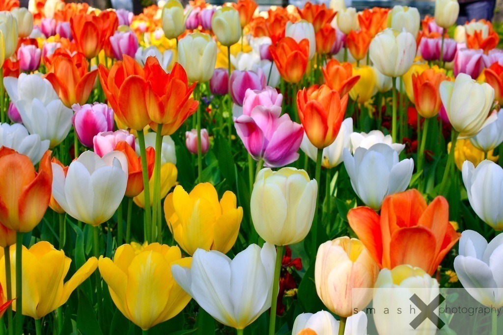 Tulips | smash-photography.com