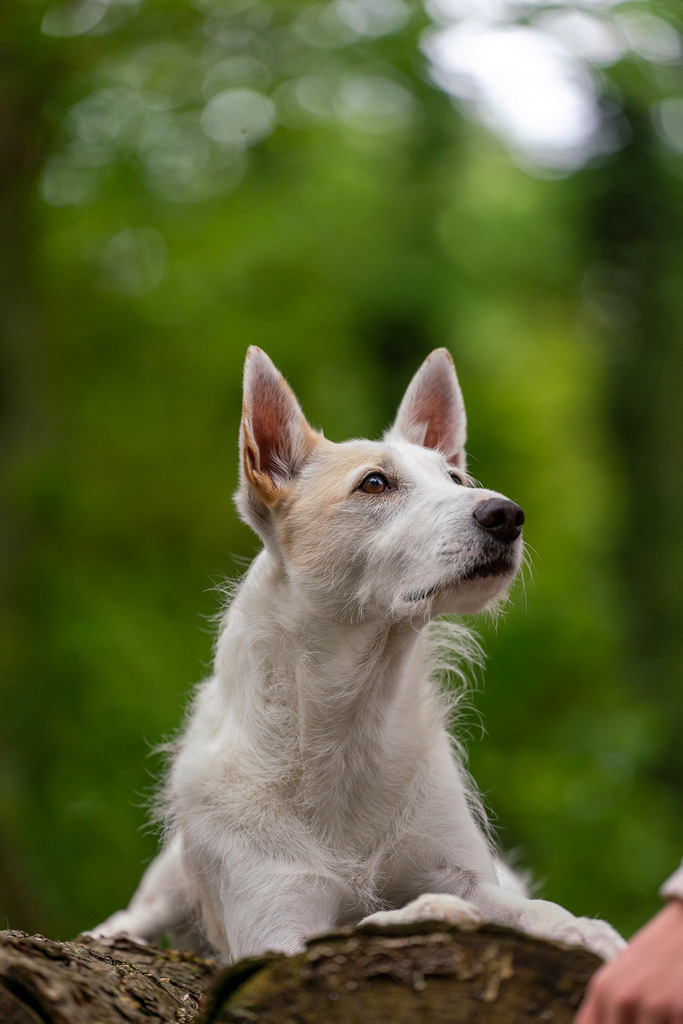 allesWIRTHgut Tierfotografie - 20210515-_AWG5556 | Professionelle Tierfotografie in Mönchengladbach von Daniel Wirth (allesWIRTHgut). Liebevolle & natürliche Bilder von Hunden & Katzen für unvergessliche Erinnerungen.