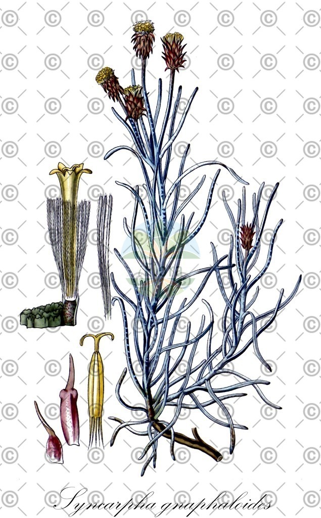 HistAbb_7Q3G9_1_ENZY_Simple | Historische Abbildung von Syncarpha gnaphaloides - Asteraceae | Historical Illustration of Syncarpha gnaphaloides - Asteraceae