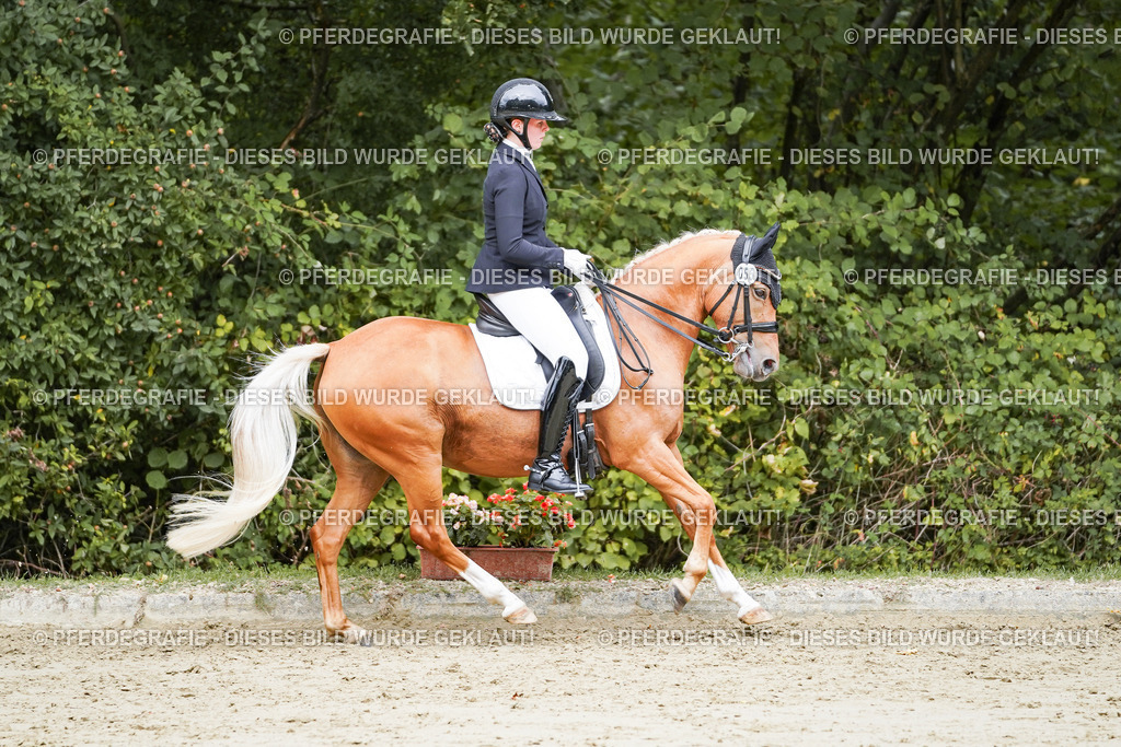 DSC04202 | Pferdegrafie