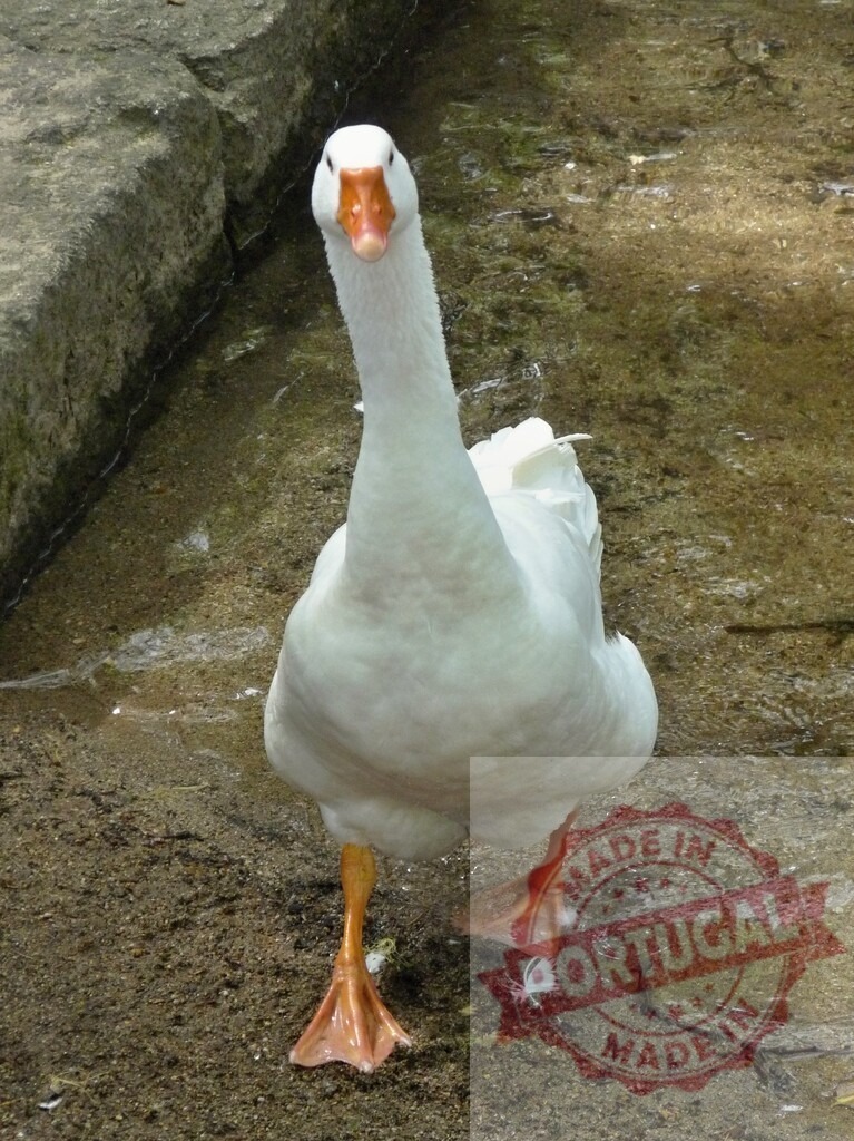 White goose walking towards viewer in water | White domestic goose walking directly towards the viewer in shallow water - Realized with Pictrs.com