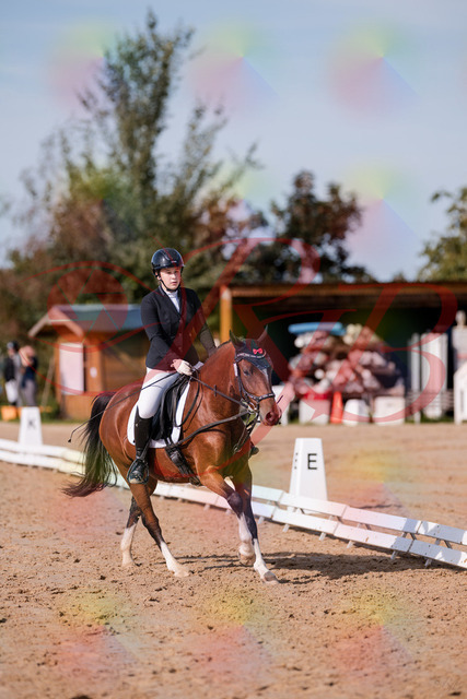 2026_10_03_Siefer-Hof_115752_Z81_99292071 | Professionelle Reitsport-, Turnier- und Eventfotografie von Robert Broda. Galerien mit ausgewählten und bearbeiteten Bildern direkt online ansehen und bestellen.