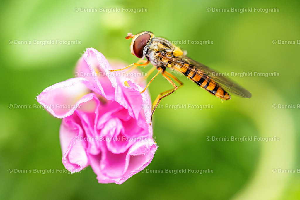 Schwebfliege auf pinker Blüte | Entdecken Sie Natur, Makro und Tierfotografie von Dennis Bergfeld.Besondere Momente und Details der Natur, hochwertig als Foto und Wandbild erhältlich. - Realisiert mit Pictrs.com