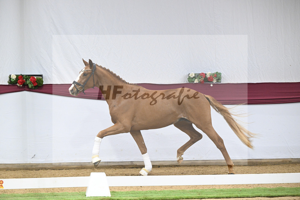 Kat-Nr. 119 Iron x Quaterback_Jakob u Martina Reglauer_47253988 | hf-fotografie - Realisiert mit Pictrs.com