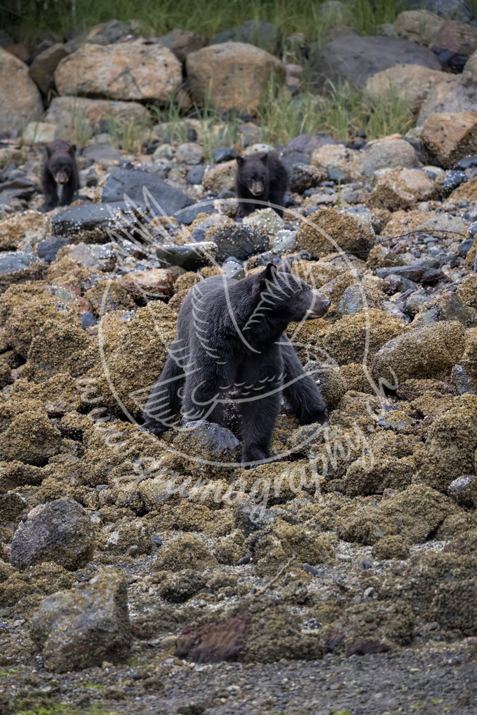 together trough the tides - black bear with cub, canada | Authentische Landschafts- & Wildtierfotografie aus der Schweiz. Hochwertige Wandbilder, Fine-Art-Prints und Wunschmotive nach Auftrag – sorgfältig entwickelt im Grumagraphy-Style