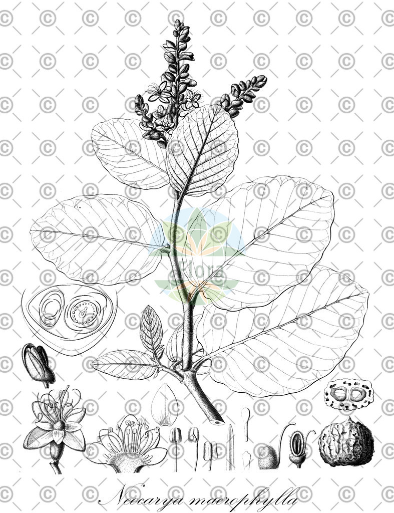 HistAbb_wfo-0001071568_1_ENZY_Simple | Historische Abbildung von Neocarya macrophylla - Chrysobalanaceae | Historical Illustration of Neocarya macrophylla - Chrysobalanaceae