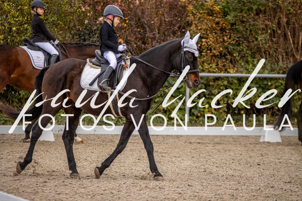 IMG_3576 | Erleben Sie dynamische Sport- und emotionale Tierfotografie in Süddeutschland mit Fotos von Paula. Spezialisiert auf Pferde- und Hundefotografie sowie Sportevents. Kontaktieren Sie mich für einzigartige und ausdrucksstarke Bilder Ihrer besonderen Momente. - Realisiert mit Pictrs.com