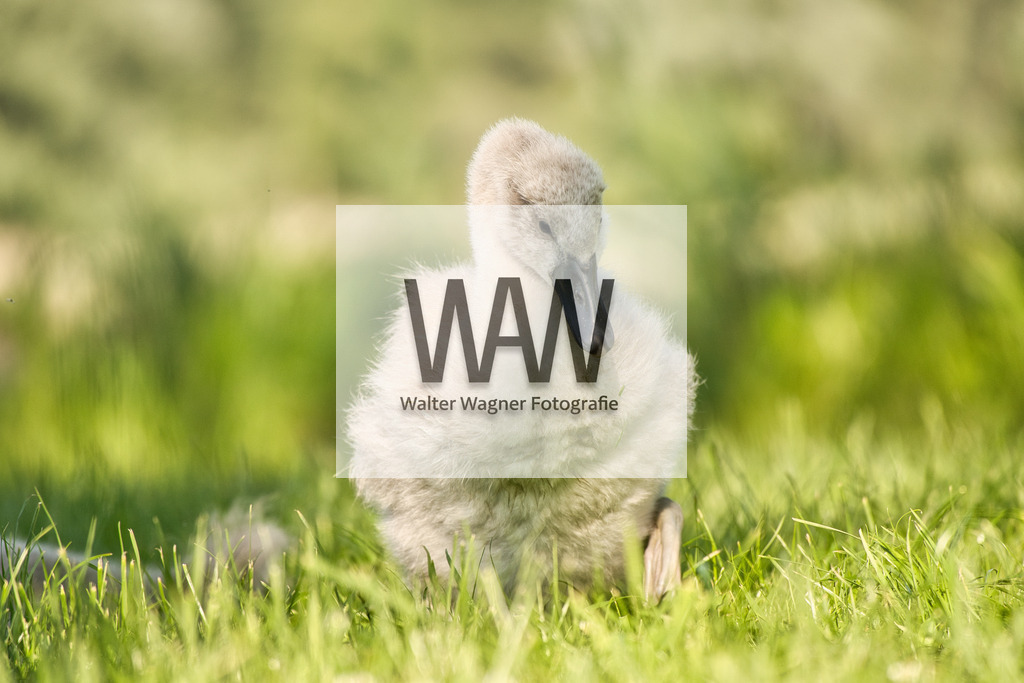 WWW08822 | walter-wagner-fotografie