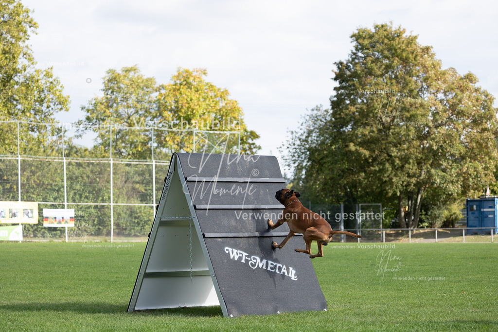 _16A6614 | Einzigartige Fotos von Hunden & Menschen –Actionfotos, Portraits, Vereinsaufnahmen & Paarshootings – authentisch, lebendig & mit Herz.