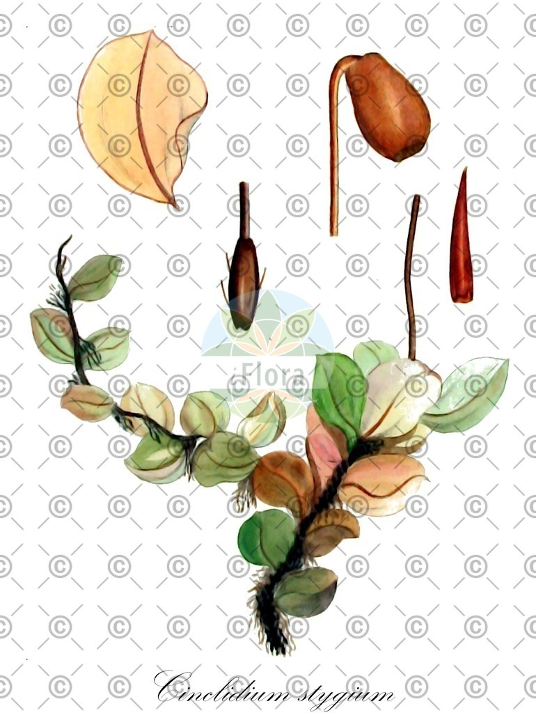 HistAbb_wfo-0001180509_1_ENZY_Simple | Historische Abbildung von Cinclidium stygium - Mniaceae | Historical Illustration of Cinclidium stygium - Mniaceae