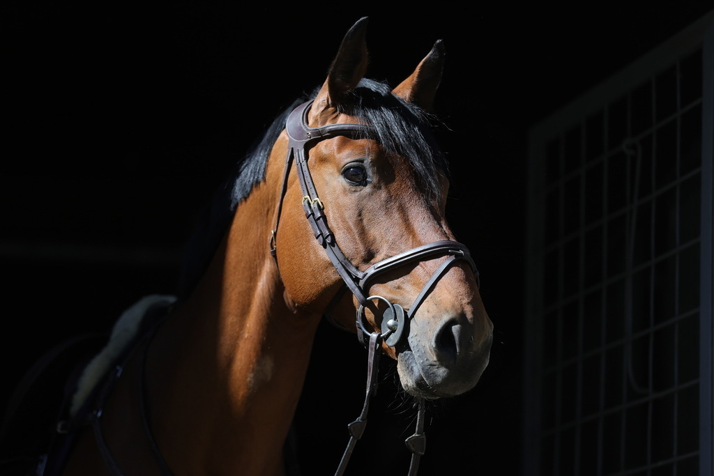 0P6A8078 | Willkommen bei Brunnmayr - Design & Fotografie – Ihrem Spezialisten für Reitturniere und Pferdeveranstaltungen in Oberösterreich, Salzburg und Bayern! Seit über 17 Jahren sind wir leidenschaftlich dabei.