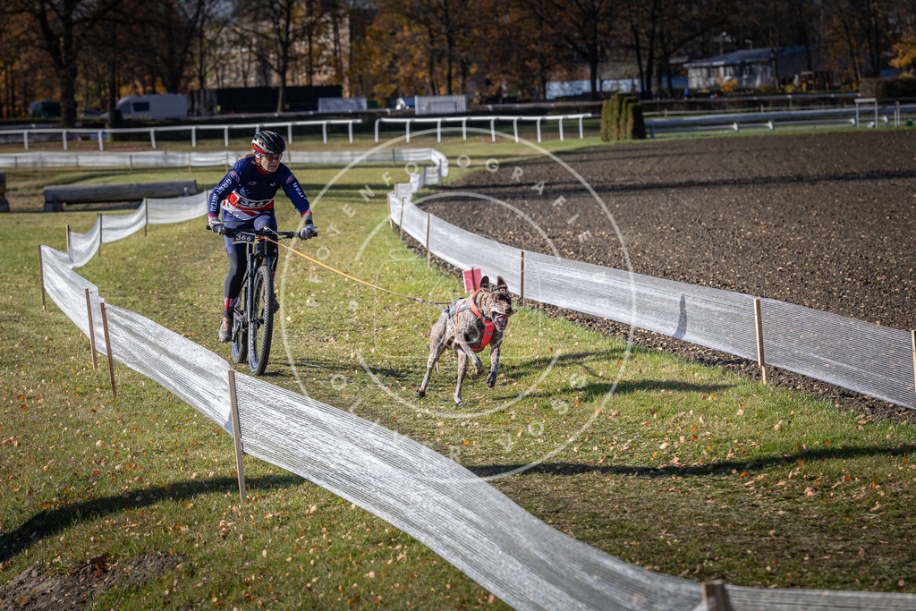CaniXpix_DV3A7541 | Hundefotografie, Tierfotograf, Pfotenfotografie, Fotoshooting Hund, Hunde Portrait, Hundesport, Hundeportraits, Heideshooting, Hunde, Sportfotograf, Hundefotograf, Turnierhundsport, THS,  - Realisiert mit Pictrs.com