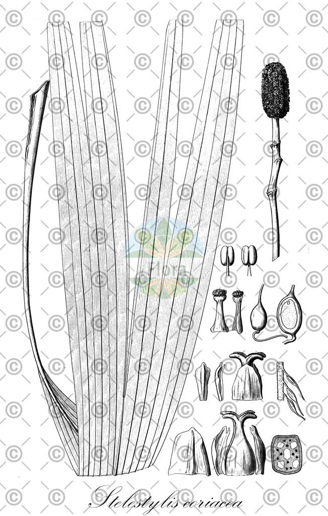 HistAbb_EMP_102472_SRC_Schlechtendal_FLORAD_SIMPLE | Historische Abbildung von Stelestylis coriacea - Cyclanthaceae | Historical Illustration of Stelestylis coriacea - Cyclanthaceae