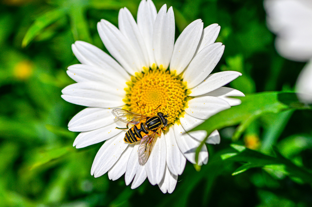 Sommerliche Fleißarbeit auf der Wiese | Eine zarte Schwebfliege rastet mitten auf der sonnengelben Mitte einer strahlend weißen Margerite. Das satte Grün im Hintergrund lässt die schneeweißen Blütenblätter und die filigranen Details des kleinen Insekts lebendig hervortreten. Diese harmonische Makroaufnahme spiegelt den magischen Zauber eines sonnigen Sommertages wider und macht das stille, geschäftige Treiben der heimischen Natur hautnah erlebbar. - Realisiert mit Pictrs.com