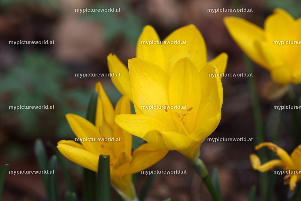 Herbst-Goldbecher-003 | Das Bilderarchiv über Tiere, Planzen und Landschaften. In der Bilddatenbank finden Sie ein große Auswahl an hochwertigen Bilder für Ihre Werbung - Realisiert mit Pictrs.com