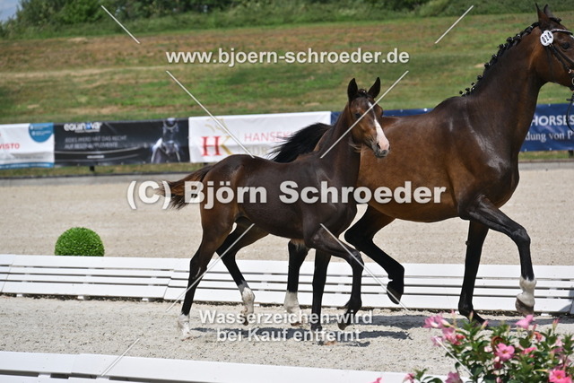 24_Fianc_ - Sarkozy_935_4119 | Björn Schroeder Pferdefotografie