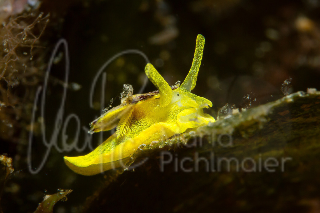 Tylodina perversa | Goldschwammschnecke / nudibranch - Realisiert mit Pictrs.com