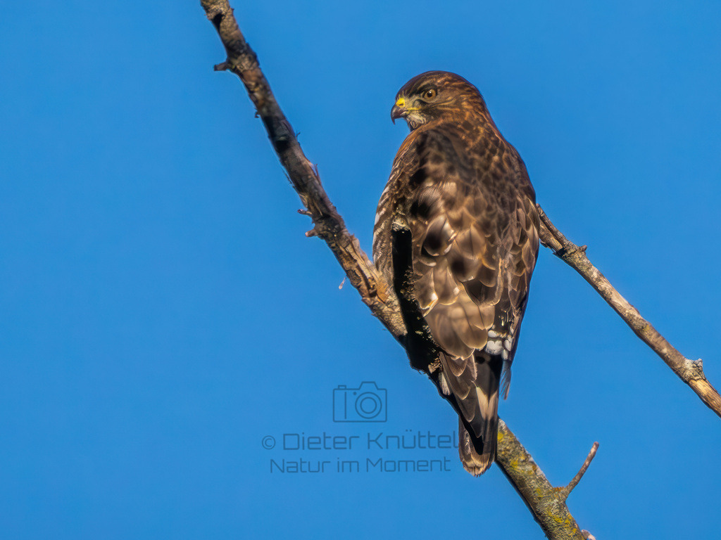 P1637235-Verbessert-RR-Bearbeitet-2023-2-LR | Natur im Moment - Realisiert mit Pictrs.com