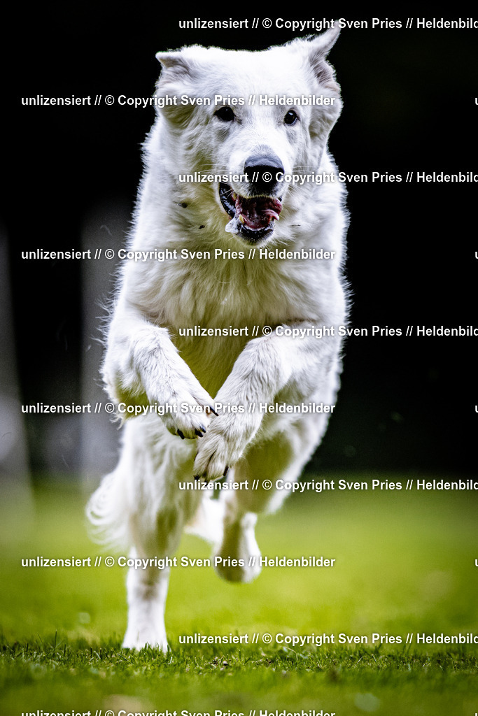 Sven Pries | 2025-10-03 - Hunderennen Obergrombach - Realisiert mit Pictrs.com