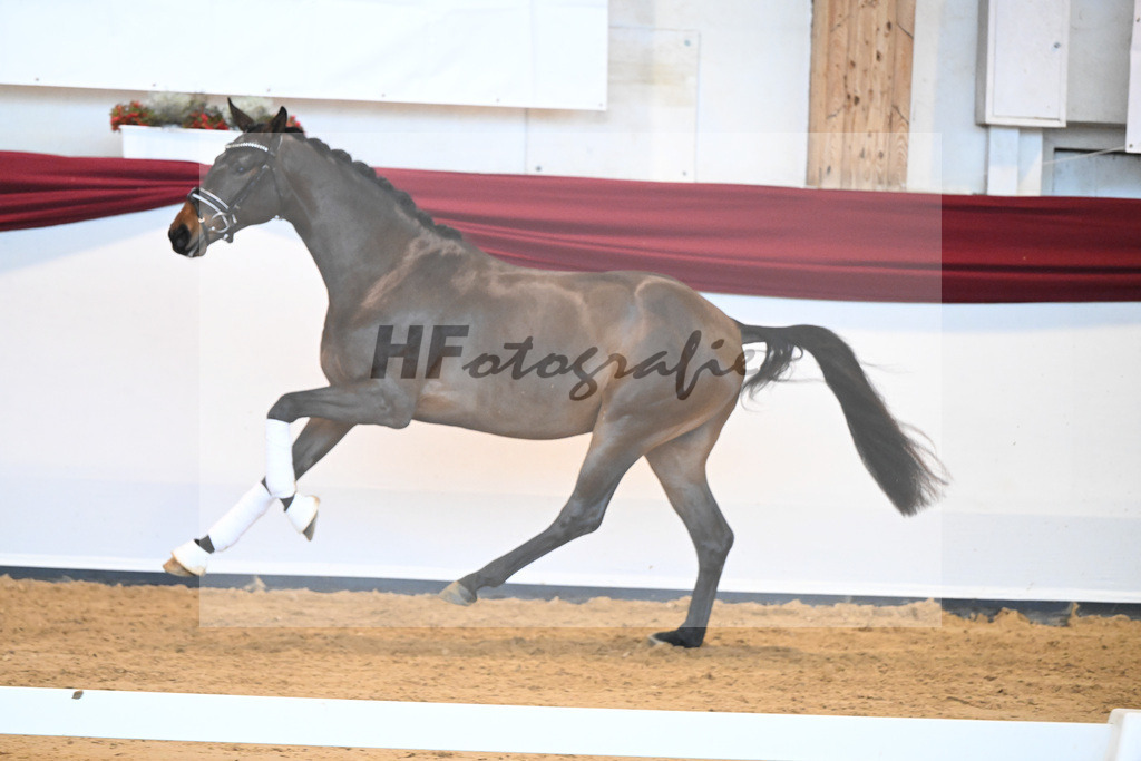 Kat-Nr. 9 v. Bonds_Schmidt_66221702 | hf-fotografie - Realisiert mit Pictrs.com