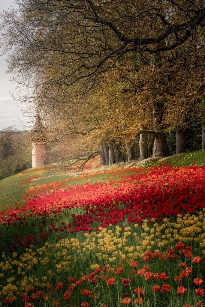 Insel Mainau 2 | Tulpen Teppich - Realisiert mit Pictrs.com