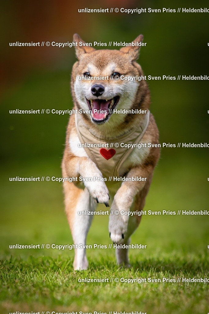 Sven Pries | 2024-09-22 - Hunderennen Baden-BadenPudelverein - Realisiert mit Pictrs.com