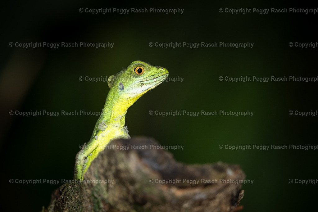 Lizard (1) | PeggyRaschPhotography - Realisiert mit Pictrs.com