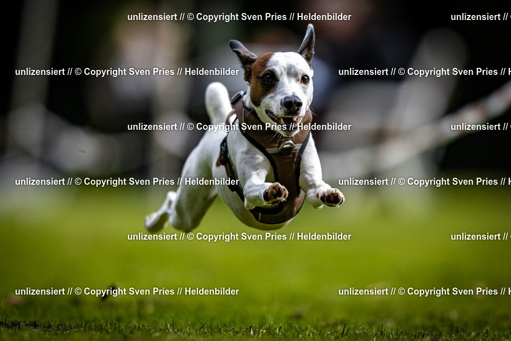 Sven Pries | 2025-10-03 - Hunderennen Obergrombach - Realisiert mit Pictrs.com