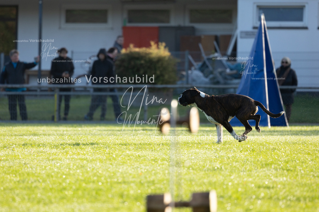 _16A6153 | Einzigartige Fotos von Hunden & Menschen –Actionfotos, Portraits, Vereinsaufnahmen & Paarshootings – authentisch, lebendig & mit Herz.