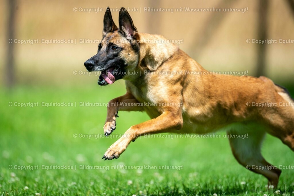 20210728_Schutzhund-in-Bewegung_0012 | Foto: Thomas Hartig