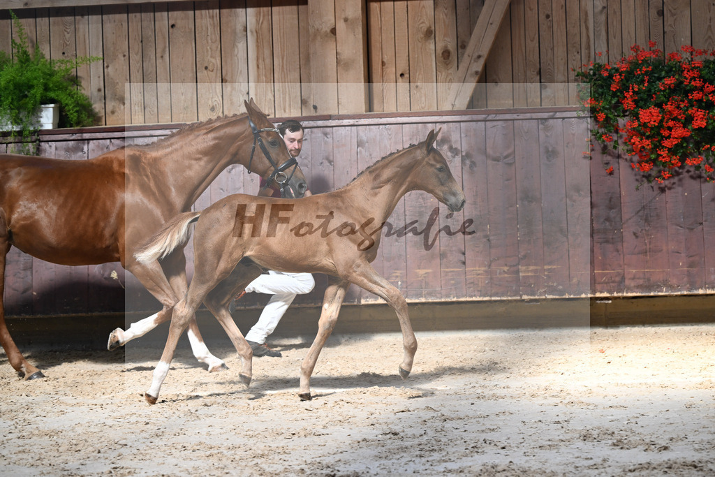 Kat-Nr. 17 Endorphin x Fuerst Piccolo_HF_Rietzler_25250142 | hf-fotografie - Realisiert mit Pictrs.com