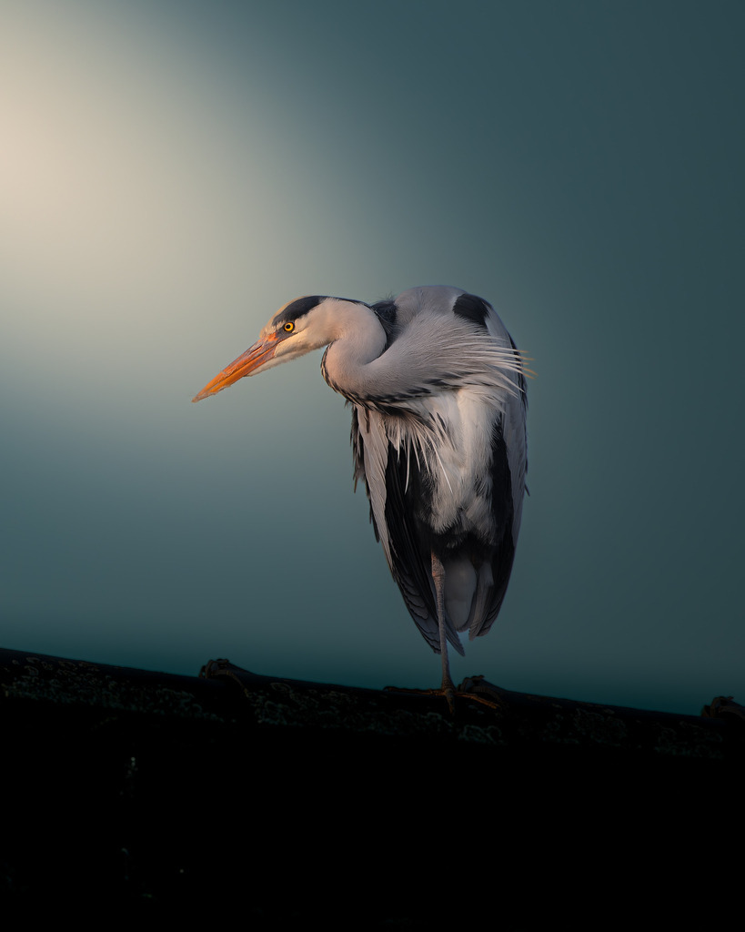 Graureiher macht Pause | Dieses Bild zeigt einen majestätischen Graureiher (Ardea cinerea), der elegant auf einem Bein steht. Mit seinem langen, orangefarbenen Schnabel und den fein strukturierten grauen und schwarzen Federn hebt er sich eindrucksvoll vom weichen, blauen Hintergrund ab. Das sanfte Licht betont die Details seines Gefieders und verleiht der Aufnahme eine ruhige, fast meditative Stimmung. Dieses Foto eignet sich perfekt für Natur-, Vogel- und Tierfotografie-Liebhaber und vermittelt eindrucksvoll die Schönheit heimischer Wildvögel.