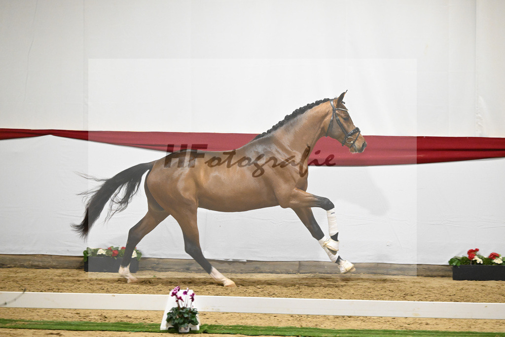 Kat-Nr. 62 v. DSP Topas_Schepper_63221879 | hf-fotografie - Realizzato con Pictrs.com