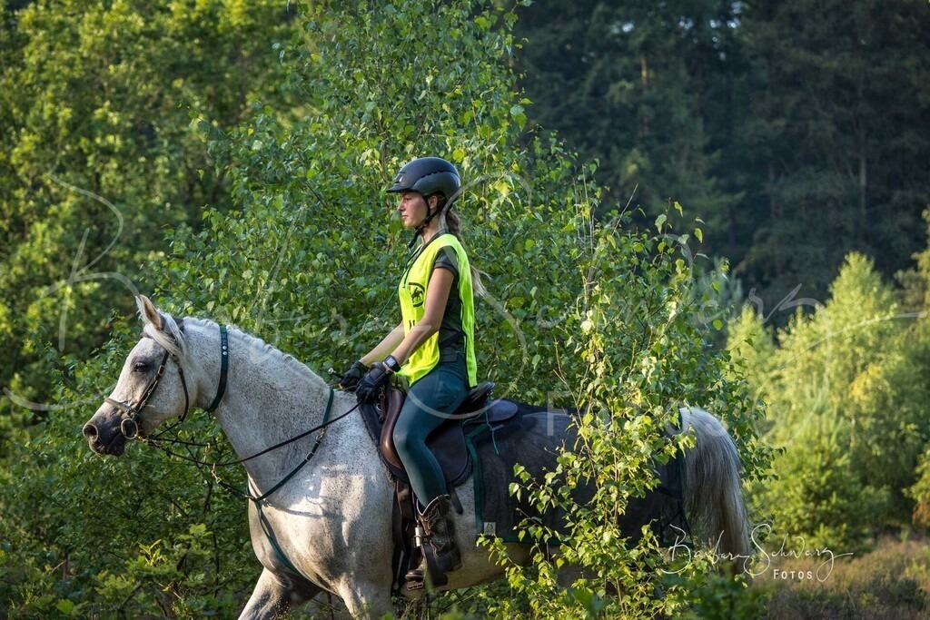 WehlenerHeide_2026-06-27_45 | Stimmungsvolle Fotografie von Pferden, fotografische Begleitung von Veranstaltungen, Golfturnieren und Distanzritten - Realisiert mit Pictrs.com