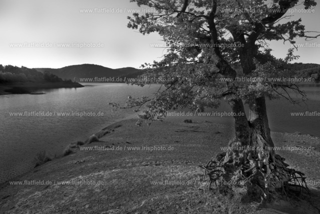 Trockener Baum | Fotografie eines trocken gefallenen Baums am Edersee