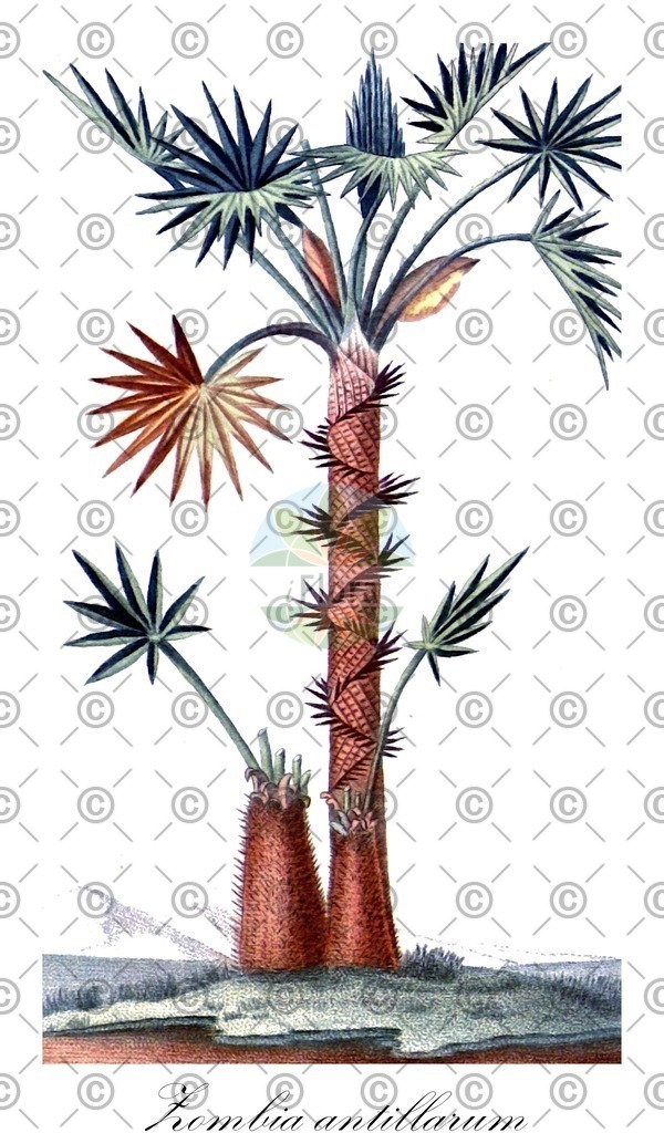 HistAbb_wfo-0000204275_1_ENZY_Simple | Historische Abbildung von Zombia antillarum - Arecaceae | Historical Illustration of Zombia antillarum - Arecaceae