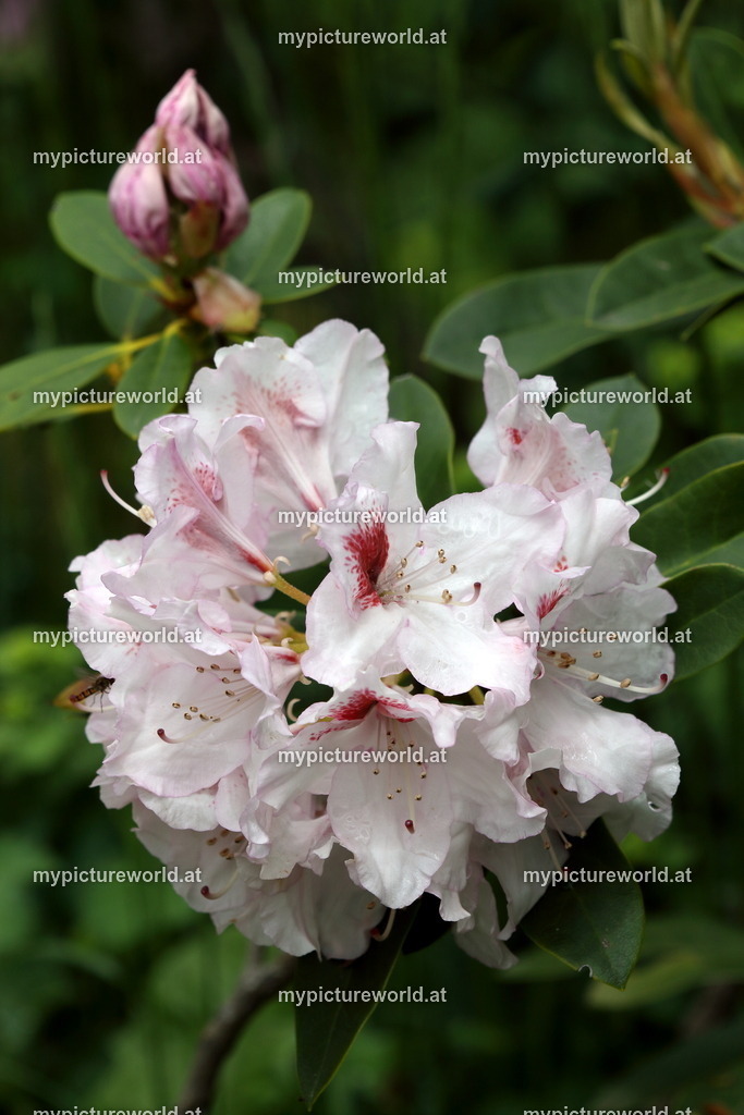Rhododendron-001 | Das Bilderarchiv über Tiere, Planzen und Landschaften. In der Bilddatenbank finden Sie ein große Auswahl an hochwertigen Bilder für Ihre Werbung - Realisiert mit Pictrs.com