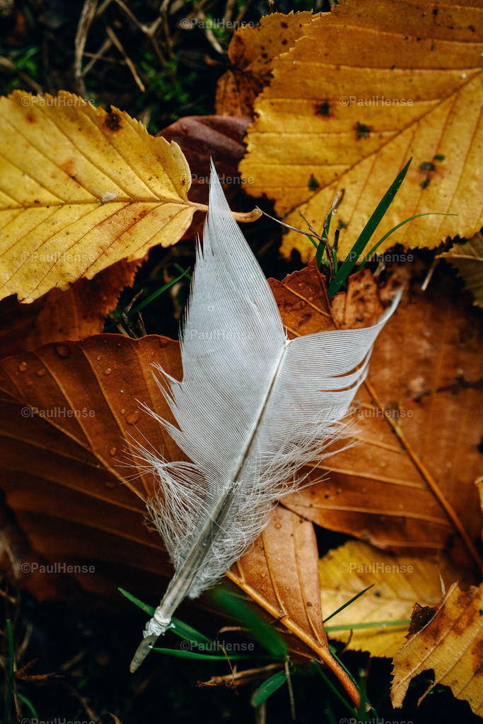 20221020_PaulHense_S0058_DSC00179 | paulhense - Realisiert mit Pictrs.com