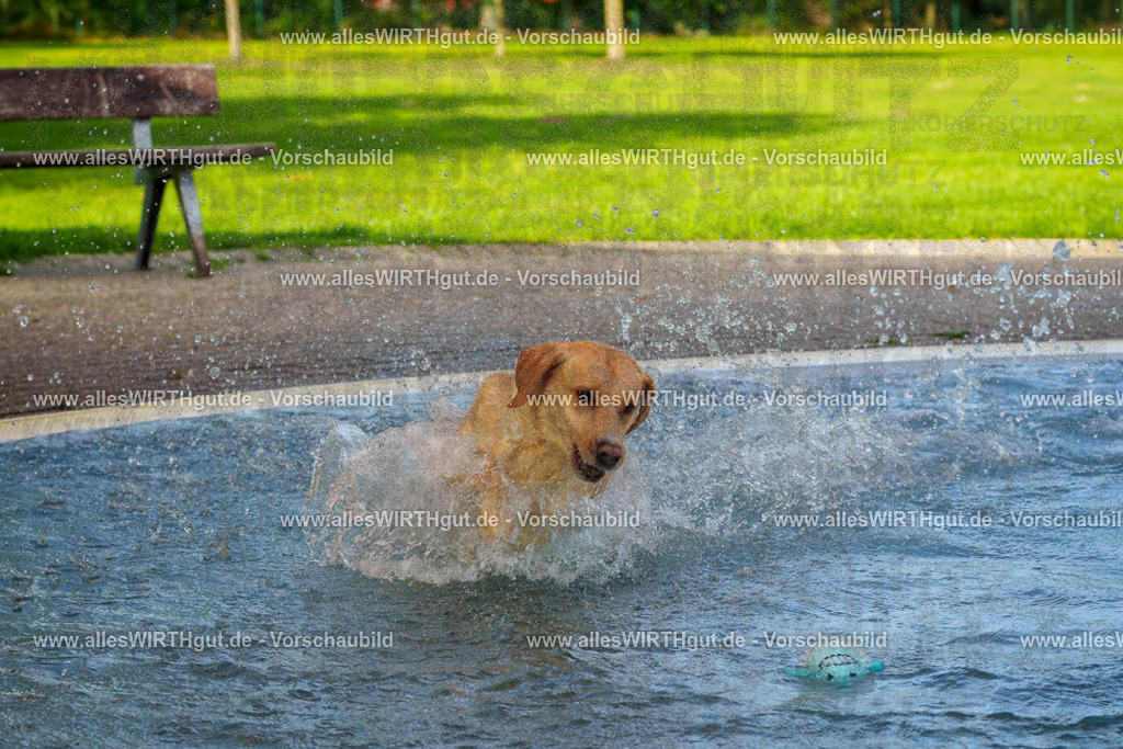 Hundeschwimmen_Grefrath_2026-allesWIRTHgut_Tierfotografie-09_46-FAY07752 | Professionelle Tierfotografie in Mönchengladbach von Daniel Wirth (allesWIRTHgut). Liebevolle & natürliche Bilder von Hunden & Katzen für unvergessliche Erinnerungen.