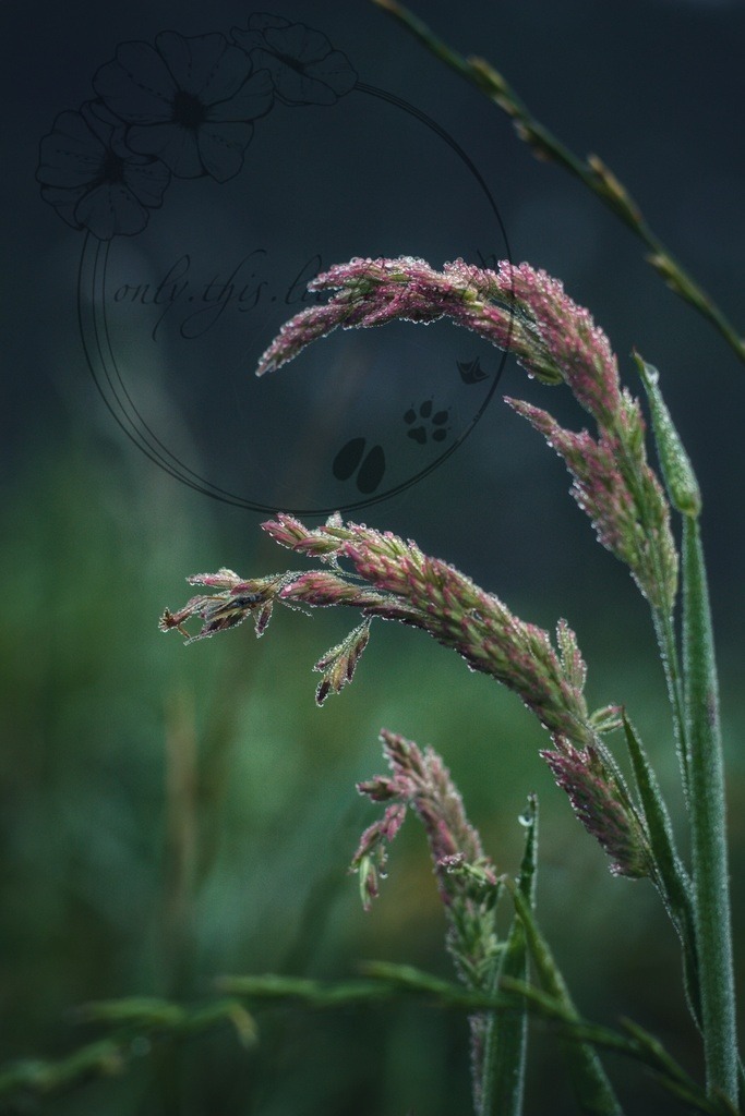 IMG_7562-01 | only.this.little.world - Realisiert mit Pictrs.com