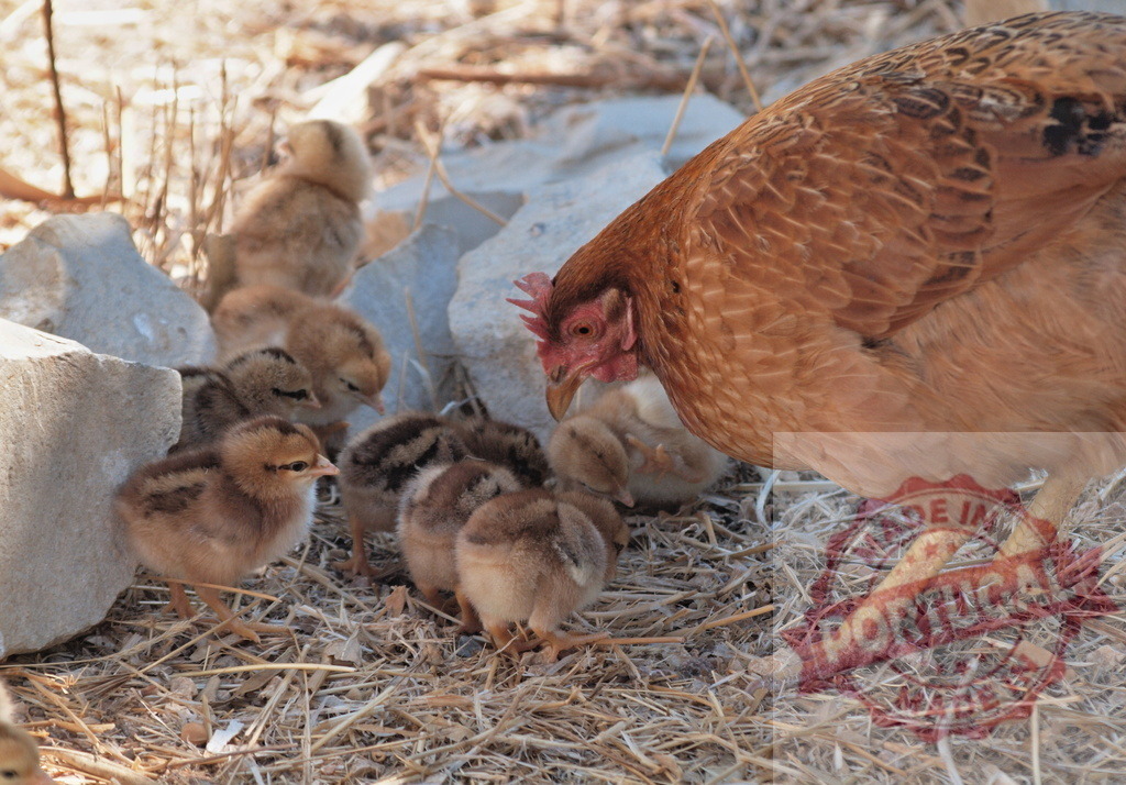 Hen protecting her chicks in a rustic farm environment | Hen nurturing her fluffy chicks on a bed of straw, embodying motherhood and new life - Realisiert mit Pictrs.com
