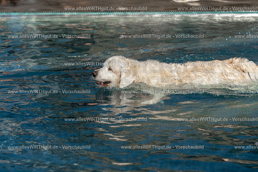 Hundeschwimmen_Volksbad_2026-allesWIRTHgut_Tierfotografie-2609061106-FAY06132 | Professionelle Tierfotografie in Mönchengladbach von Daniel Wirth (allesWIRTHgut). Liebevolle & natürliche Bilder von Hunden & Katzen für unvergessliche Erinnerungen.