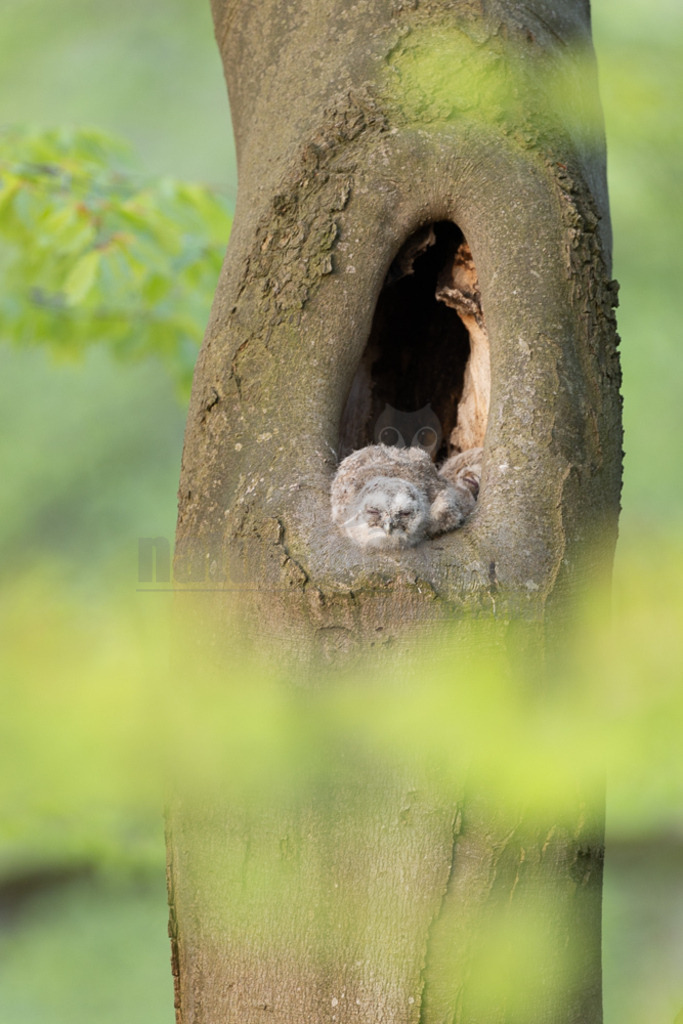 R5NF8447-20230430 | Der Ruf dieser Eulenart ist unverkennbar. Vor allem zur Balzzeit im Herbst und Spätwinter hören wir den unheimlich anmutenden Gesang der Waldkauzmännchen (Strix aluco). Dank seines dichten und samtartigen Gefieders und seiner kammartigen Flügelspitzen kann er nahezu lautlos auf Jagd gehen. Immer auf der Suche nach seiner bevorzugten Beute – Mäusen. - Realisiert mit Pictrs.com