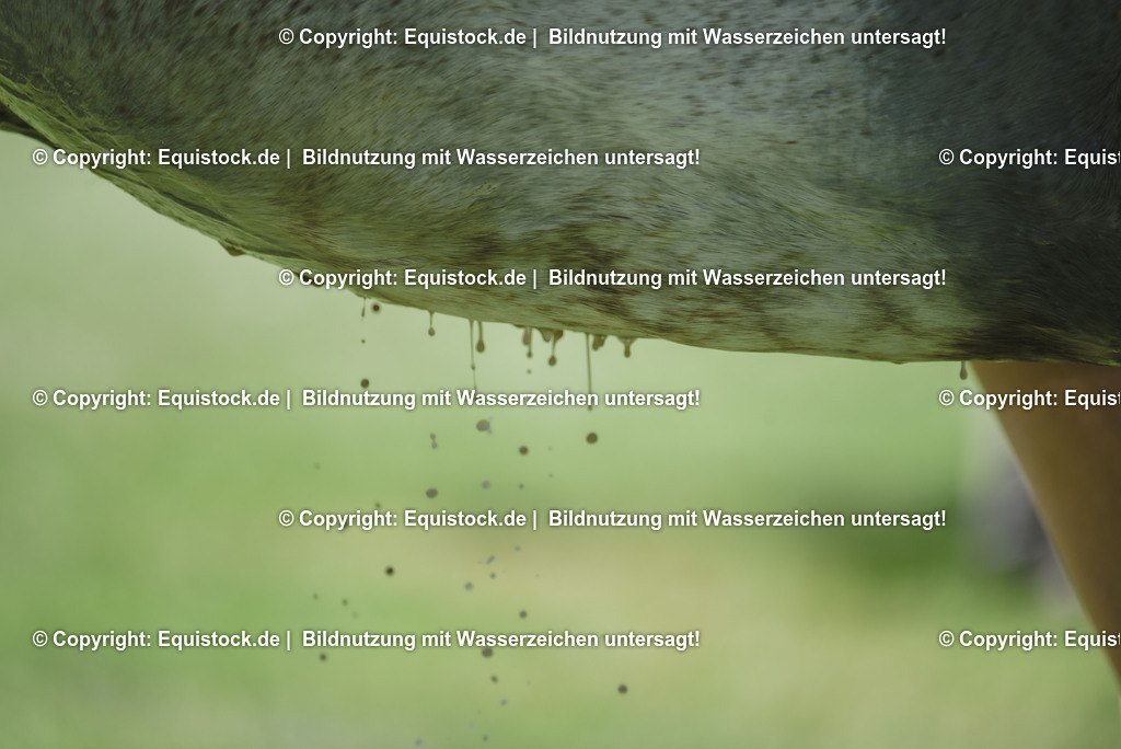 20230527_27_CCI4_Gelände_0250 | equistock