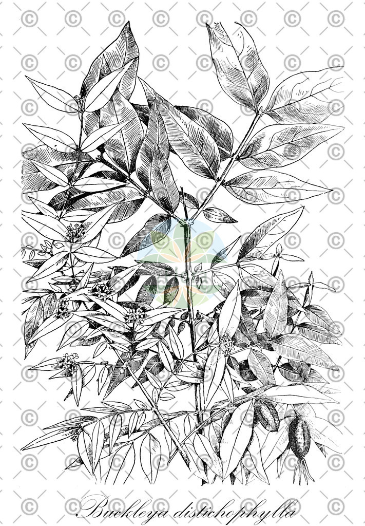 HistAbb_wfo-0000573865_1_ENZY_Simple | Historische Abbildung von Buckleya distichophylla - Santalaceae | Historical Illustration of Buckleya distichophylla - Santalaceae (buckleya)
