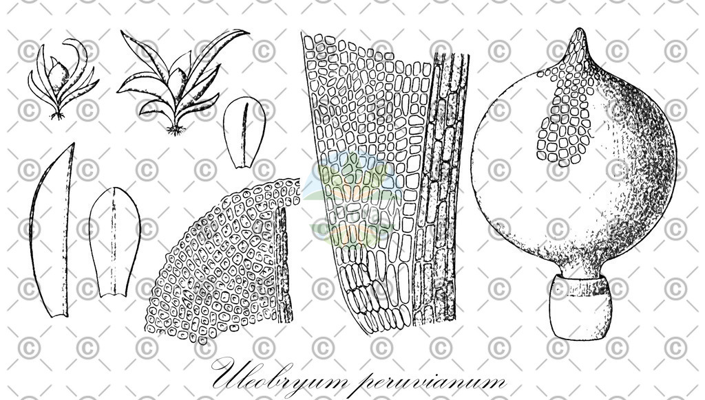 HistAbb_EMP_35187_SRC_Schlechtendal_FLORAD_SIMPLE | Historische Abbildung von Uleobryum peruvianum - Pottiaceae | Historical Illustration of Uleobryum peruvianum - Pottiaceae