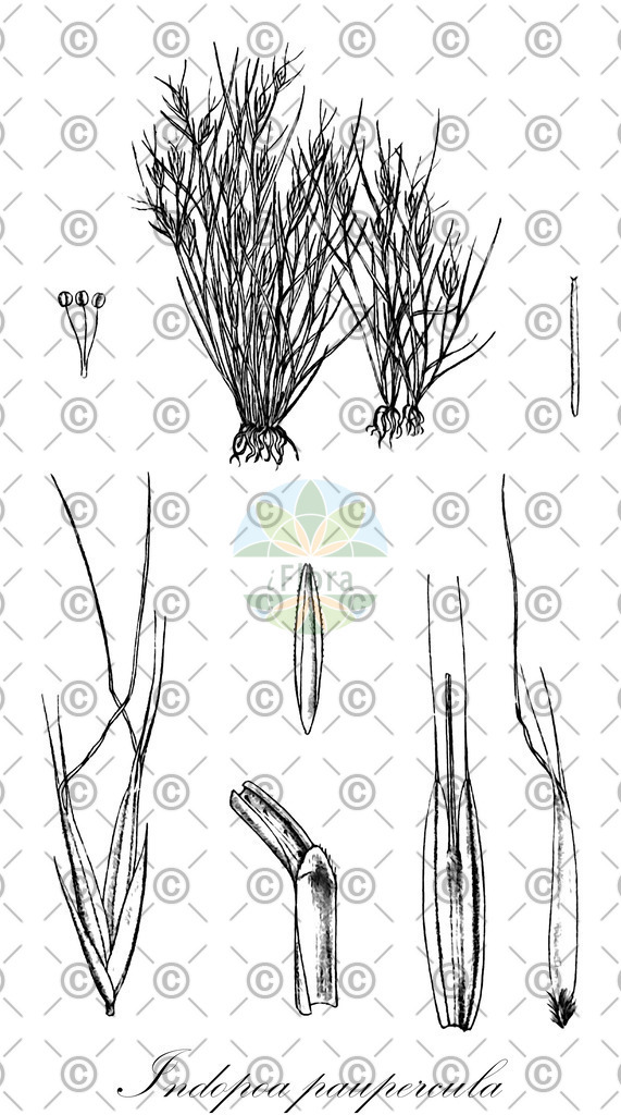 HistAbb_wfo-0001194636_1_ENZY_Simple | Historische Abbildung von Indopoa paupercula - Poaceae | Historical Illustration of Indopoa paupercula - Poaceae